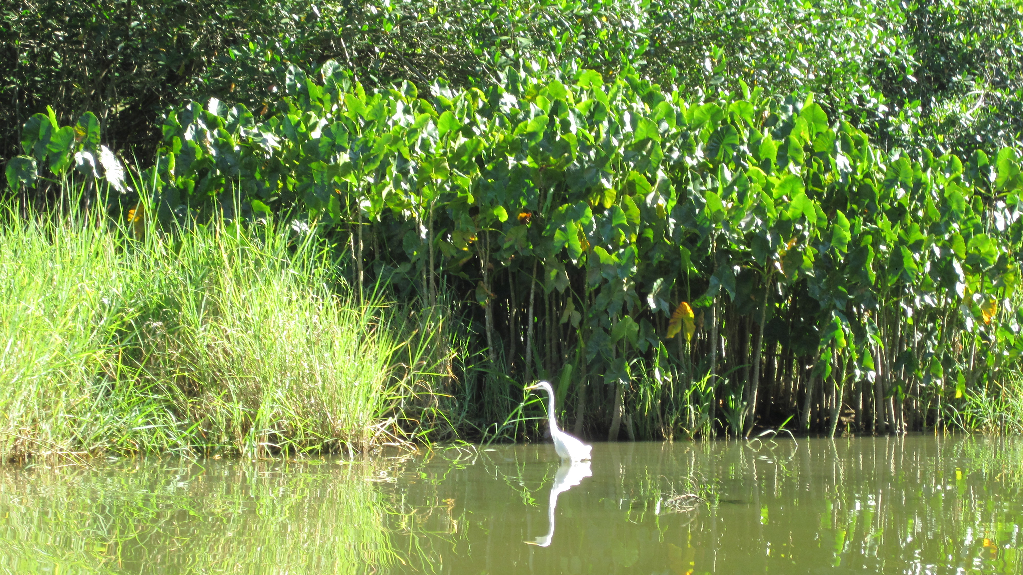 Blue or Grey Heron, Costa Rica