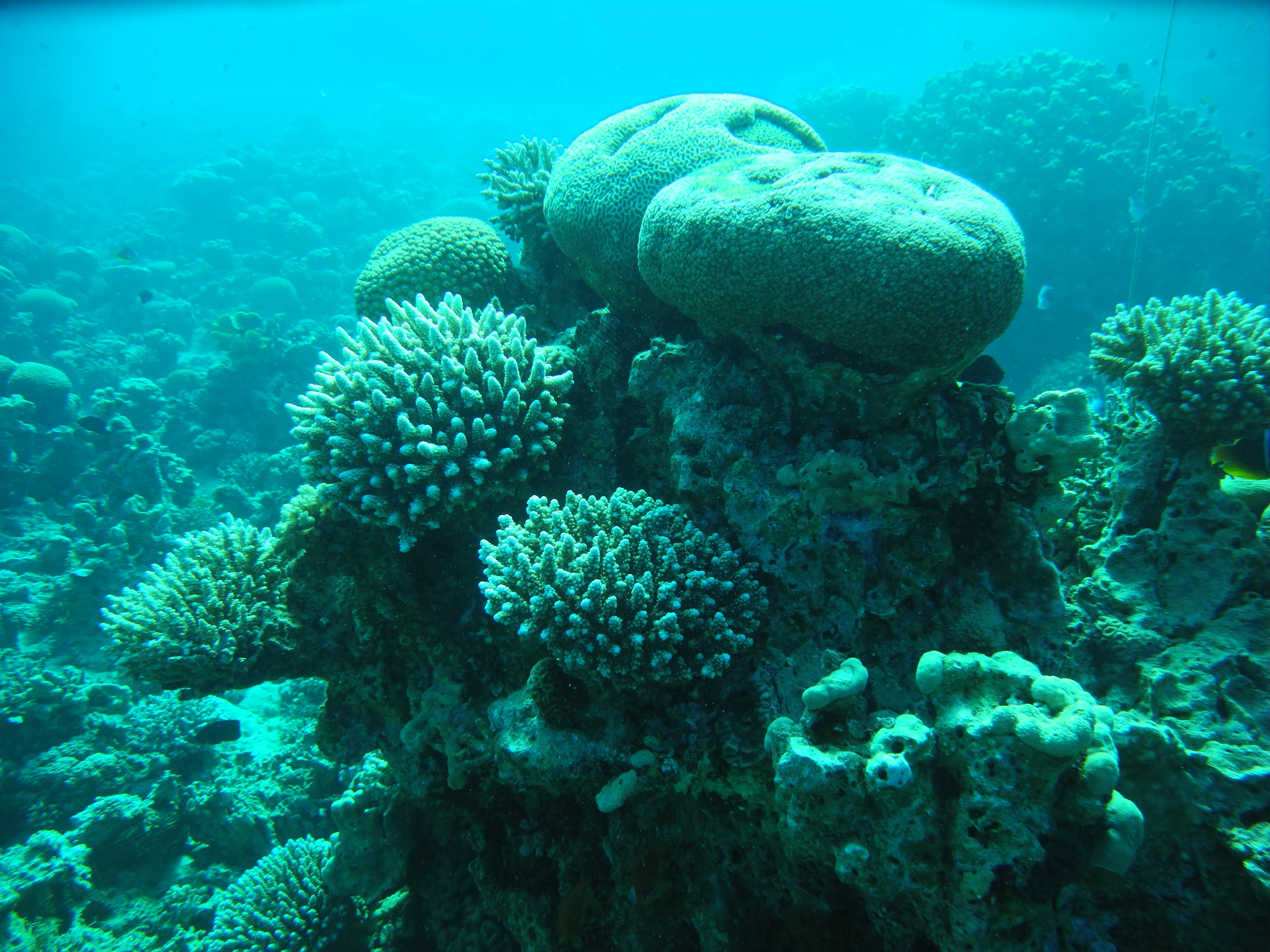 Coral Reef - Aqaba