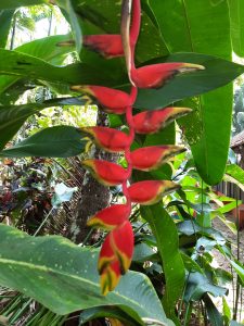 Heliconia